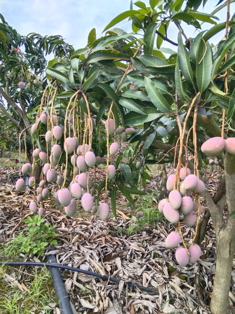 树熟金凤凰（贵妃芒）