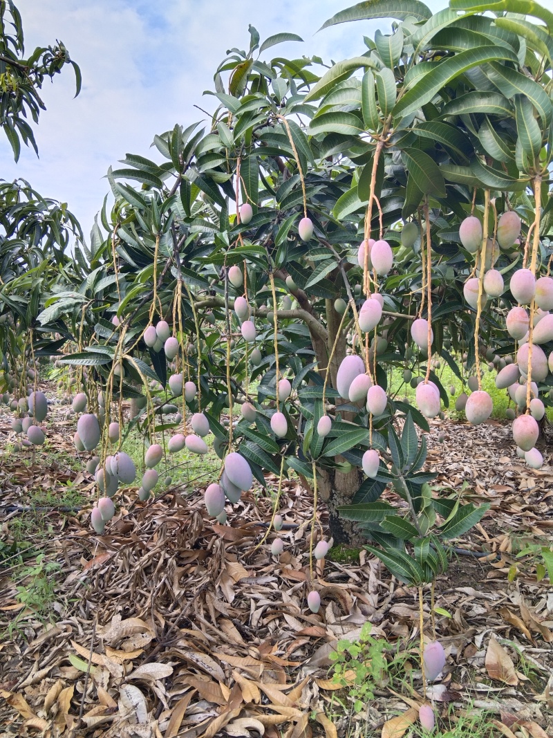 树熟金凤凰（贵妃芒）
