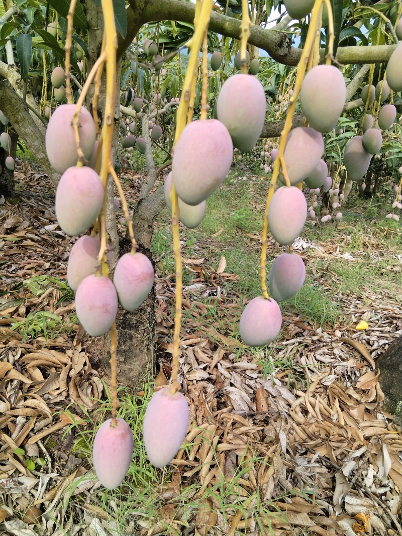 树熟金凤凰（贵妃芒）