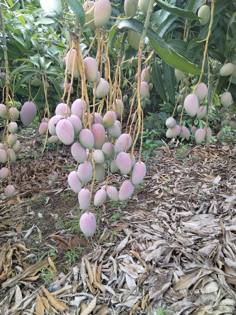 树熟金凤凰（贵妃芒）