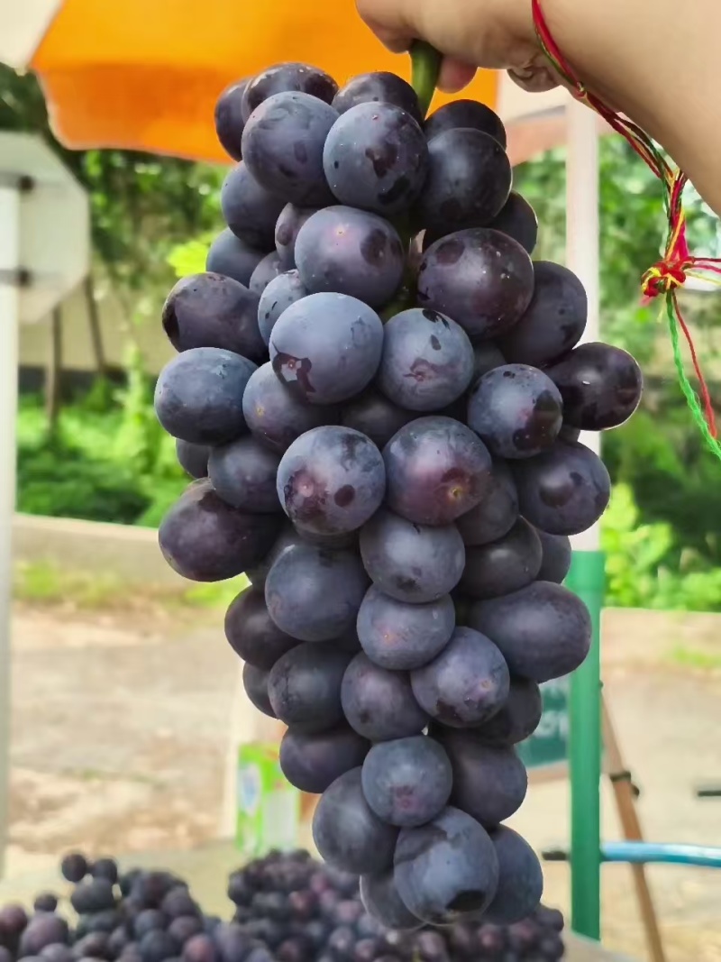 夏黑葡萄