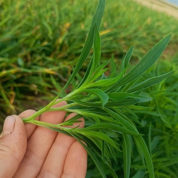 野菜扫帚菜地肤