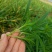 野菜扫帚菜地肤