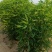 野菜扫帚菜地肤
