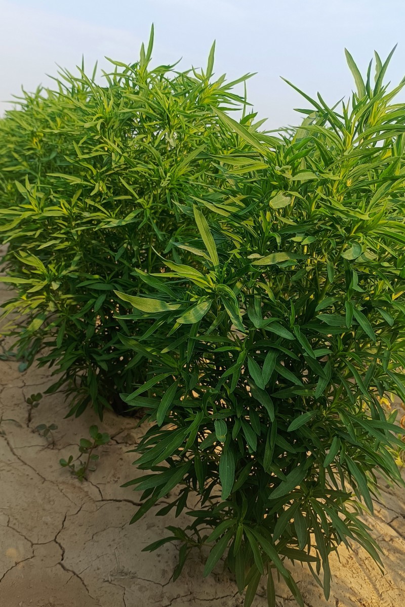 野菜扫帚菜地肤