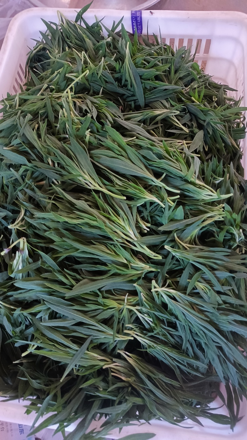 野菜扫帚菜地肤