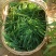 野菜扫帚菜地肤