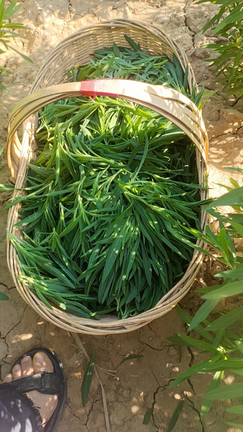 野菜扫帚菜地肤