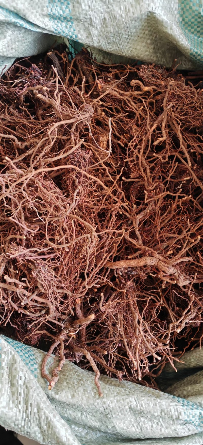 茜草大选条