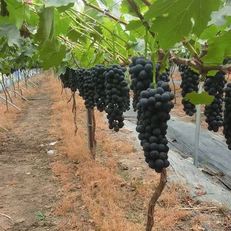夏黑葡萄，巨峰葡萄产地直发代收冷运仓储