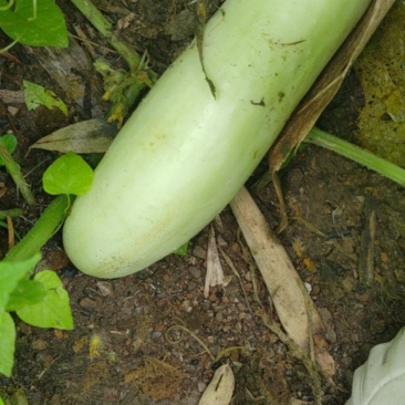 菜瓜