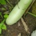 菜瓜