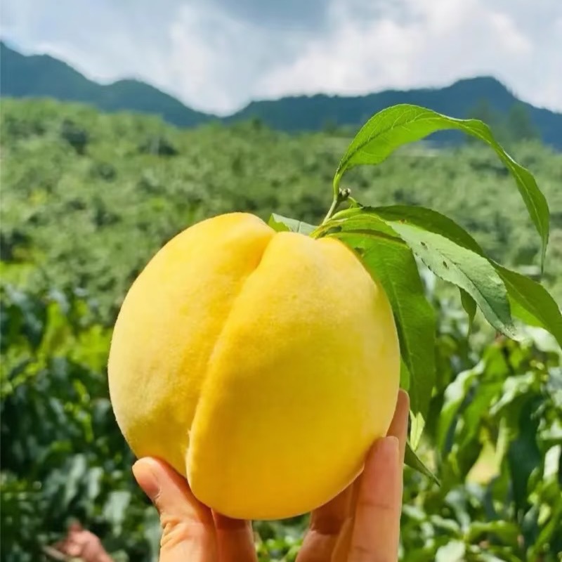 黄毛桃山东黄桃基地直发供应全国市场电商社区团购