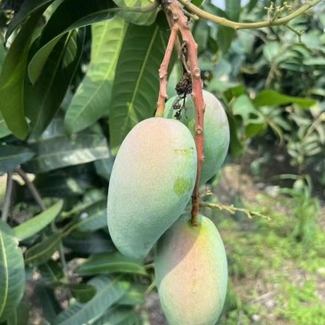 广西百色金煌芒，一手货源，质量保证