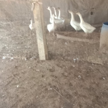 鹅，三个月的青年鹅，八只。
