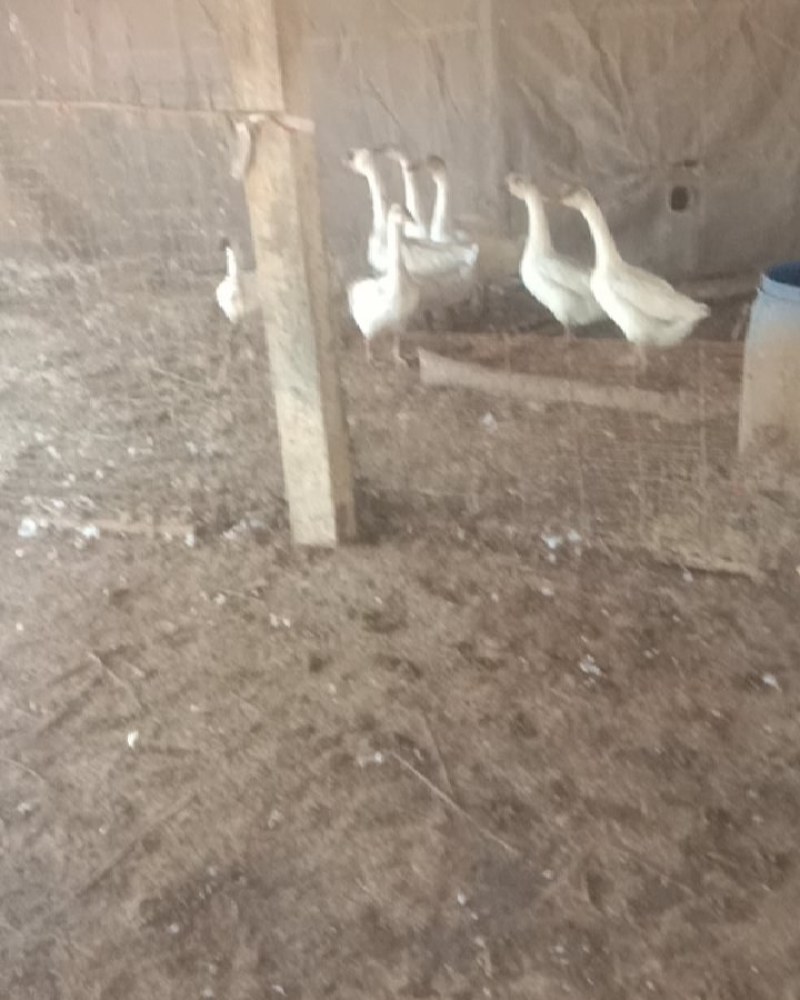 鹅，三个月的青年鹅，八只。