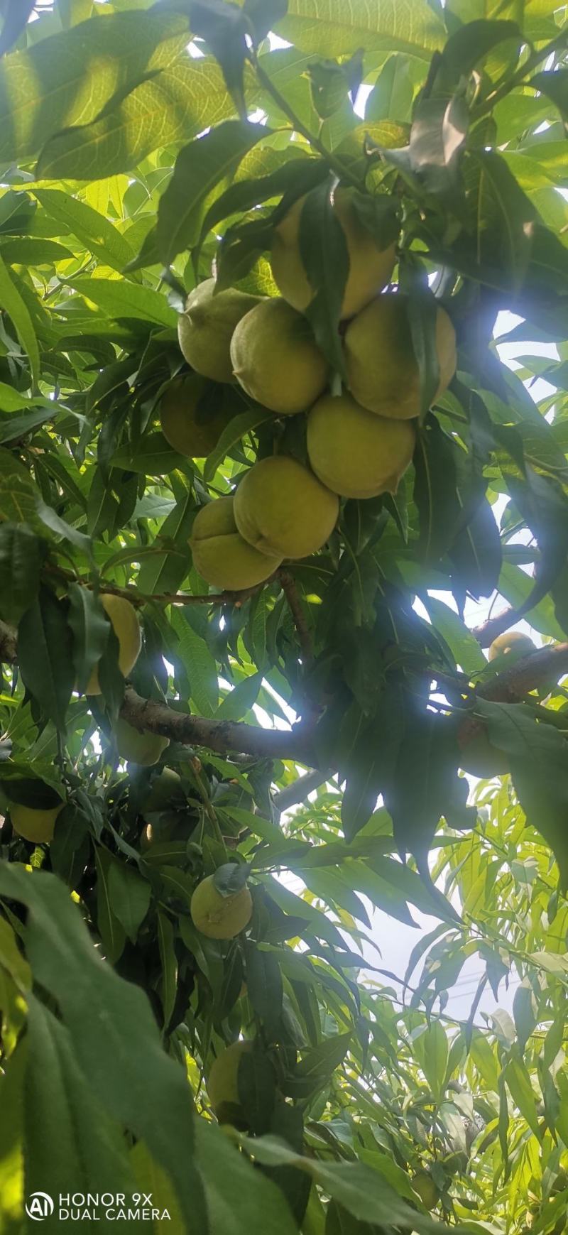 安徽产区万亩黄桃基地