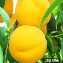 黄金黄桃现摘新鲜孕水果，可代发，礼盒装可供档口，批发