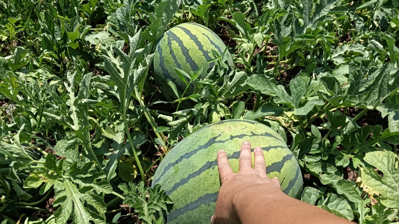 露天瓜，金红K3,售后三包。