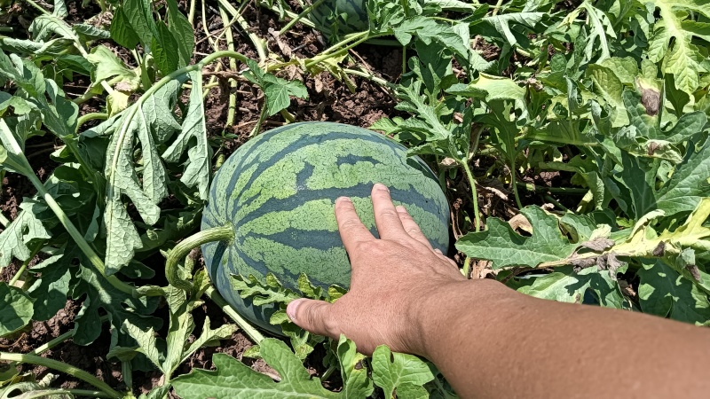 露天瓜，金红K3,售后三包。