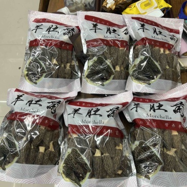 带柄羊肚菌