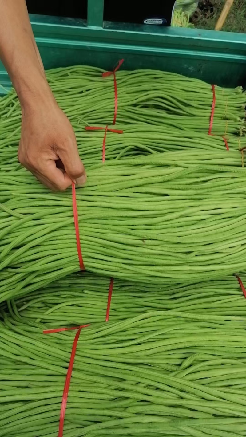 长条豆角产地直供大量有货，质量保证一手货源，全国发货