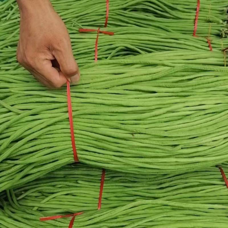 长条豆角产地直供大量有货，质量保证一手货源，全国发货