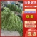 【精品】湖北长豆角、青豆角、豇豆，产地直发。