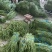 【精品】湖北长豆角、青豆角、豇豆，产地直发。