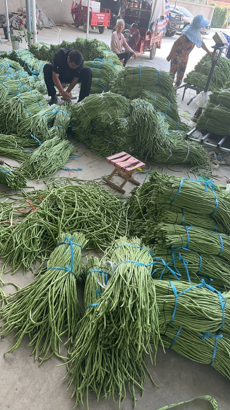 【精品】湖北长豆角、青豆角、豇豆，产地直发。