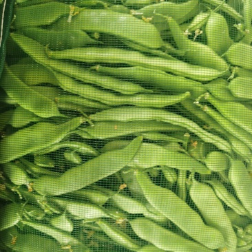 油豆角