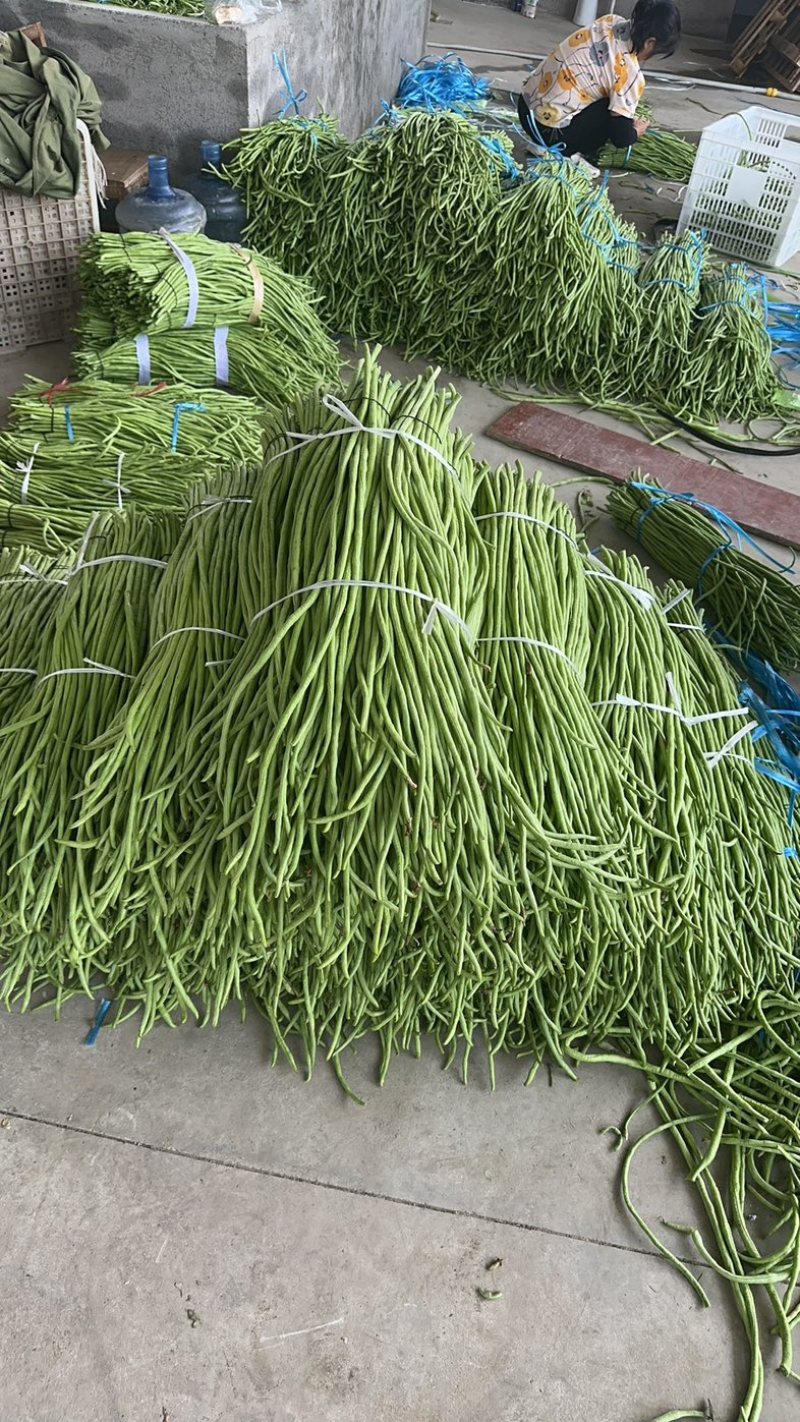 【精品】湖北长豆角、青豆角、豇豆，产地直发。