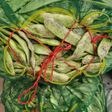 马掌