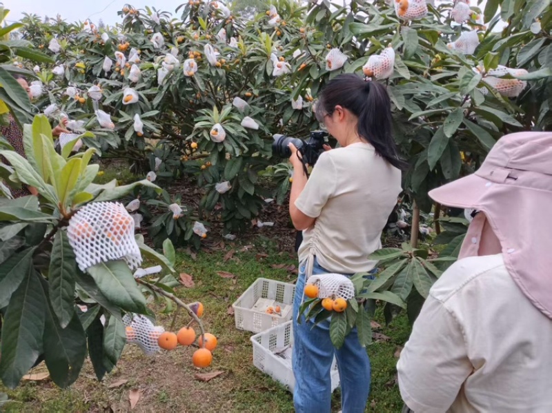 枇杷品质保证服务周到产地直发价格美丽