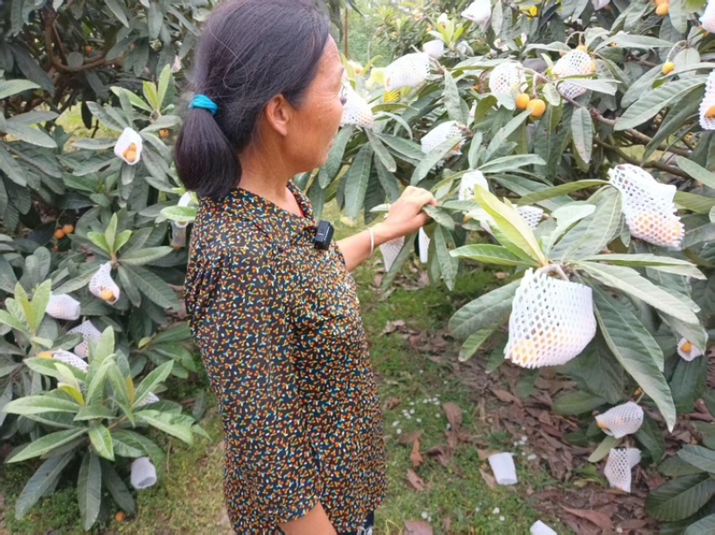 枇杷品质保证服务周到产地直发价格美丽