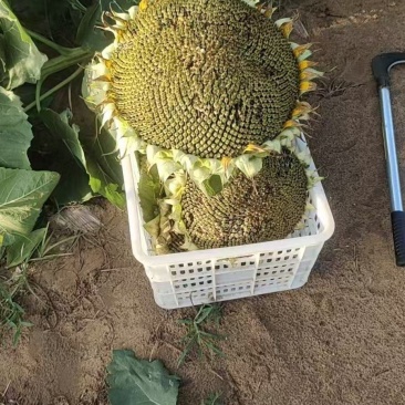 陕西精品向日葵大量供应产地直发颗粒饱满欢迎来电