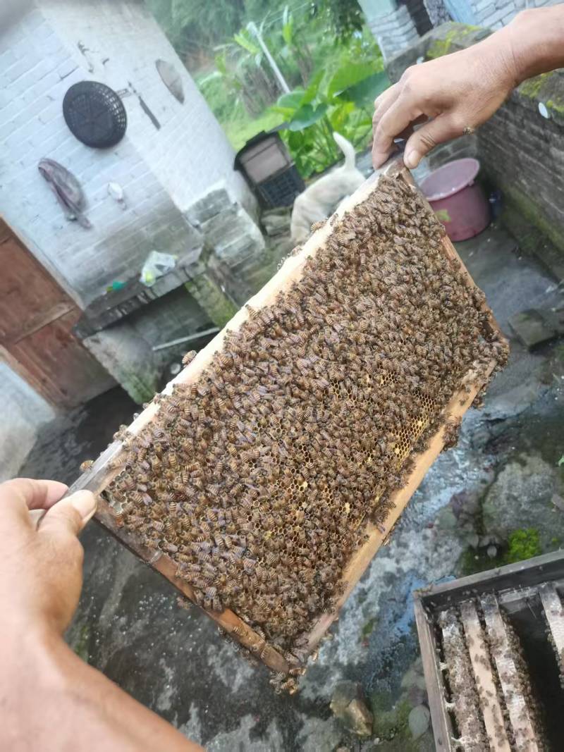 鸟柏蜂蜜