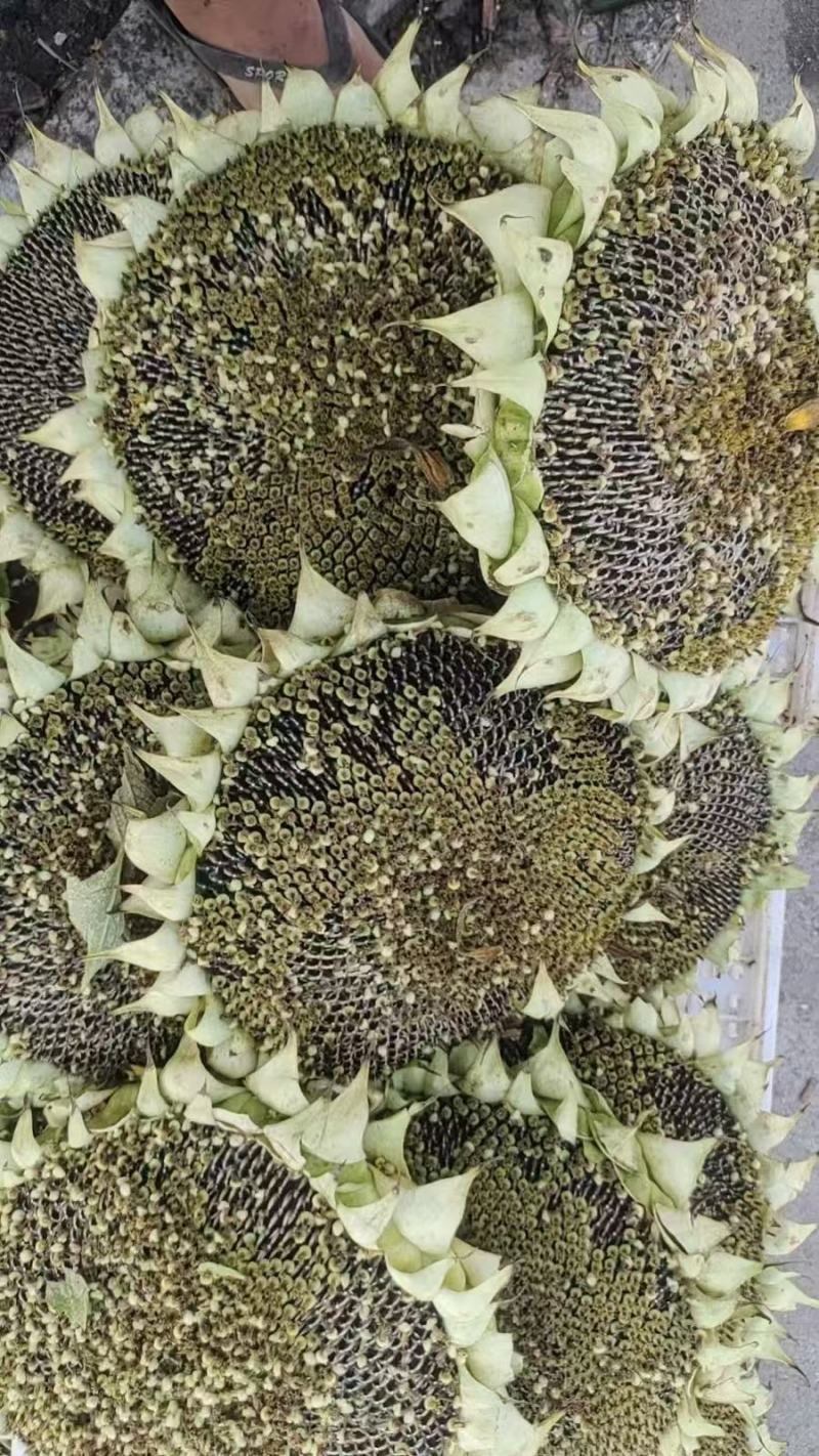 陕西精品向日葵大量供应产地直发颗粒饱满欢迎来电