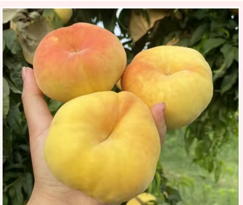 毛蟠桃