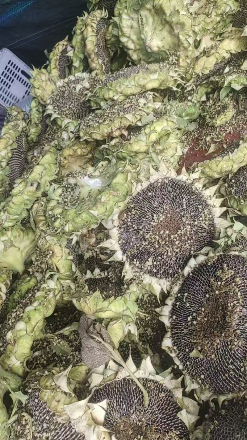 精品向日葵带盘有瓜子对接全国客户欢迎来电洽谈价优