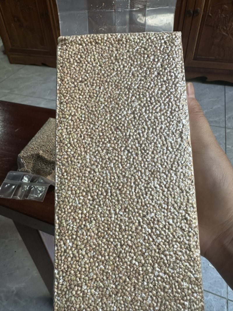 普洱西盟米荞佤族山地种植米荞可以煮粥食用生态食品
