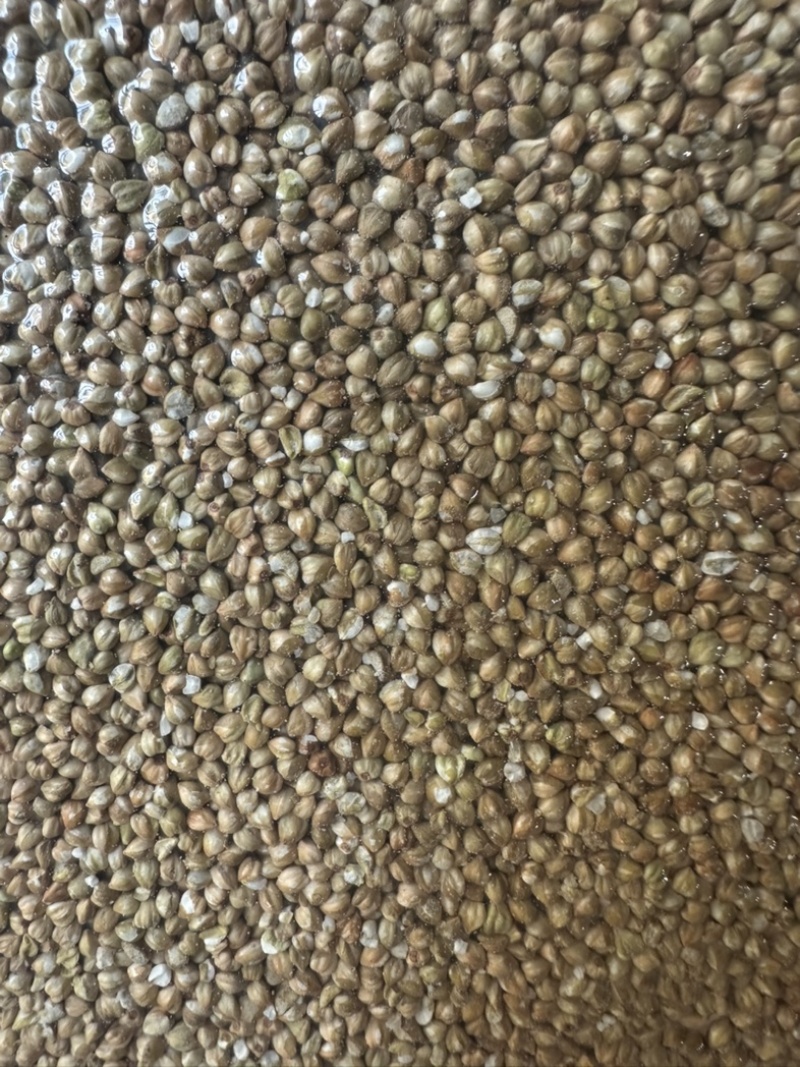 普洱西盟米荞佤族山地种植米荞可以煮粥食用生态食品