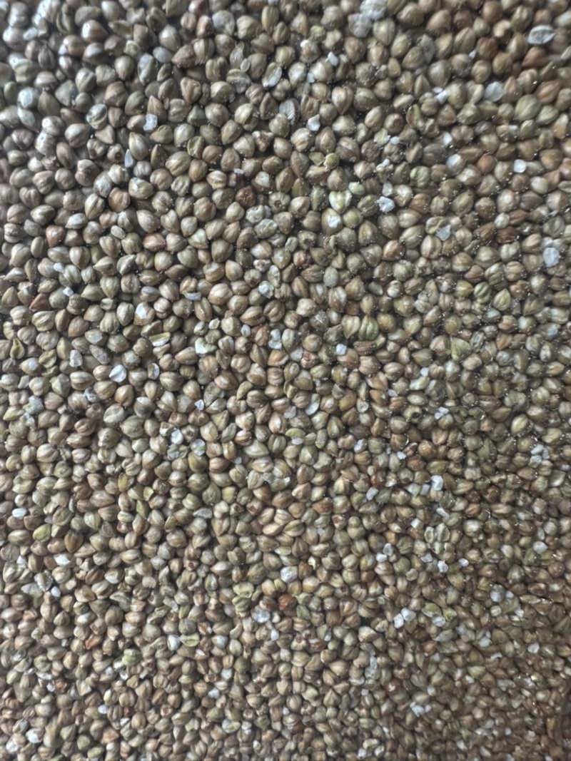 普洱西盟米荞佤族山地种植米荞可以煮粥食用生态食品