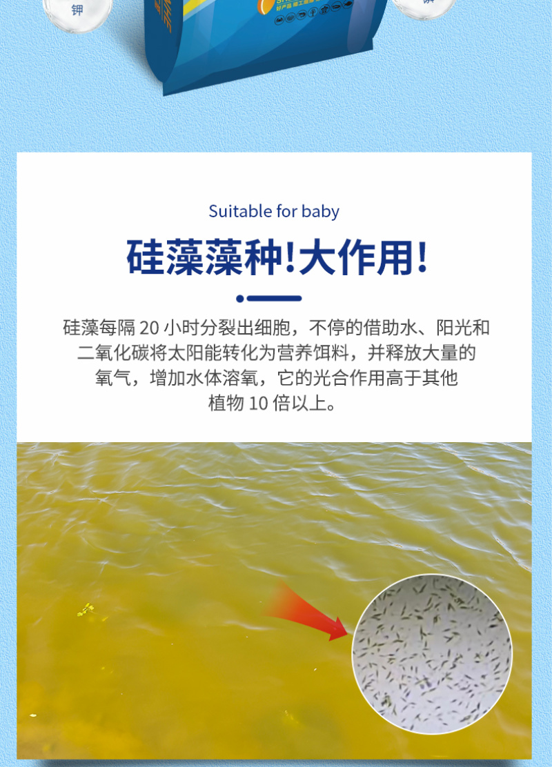 高效硅藻藻种水产养殖肥水调水培藻净化水质抑制有害藻