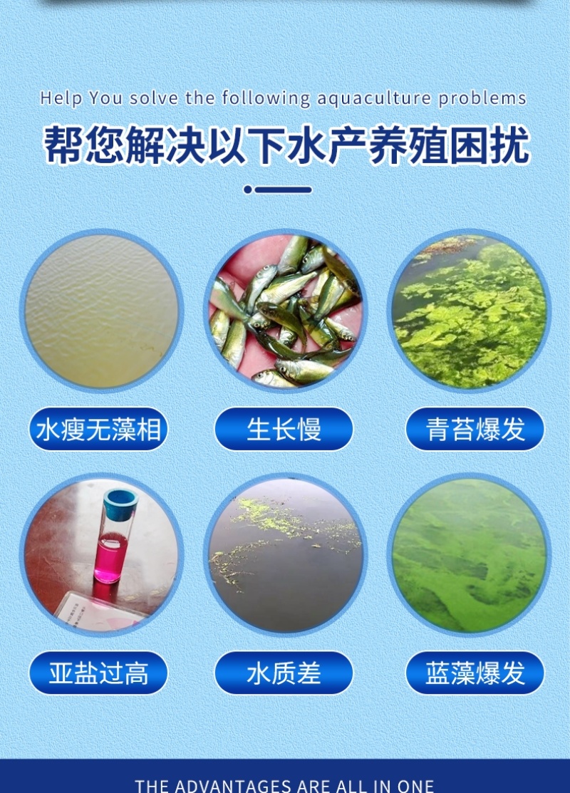 高效硅藻藻种水产养殖肥水调水培藻净化水质抑制有害藻