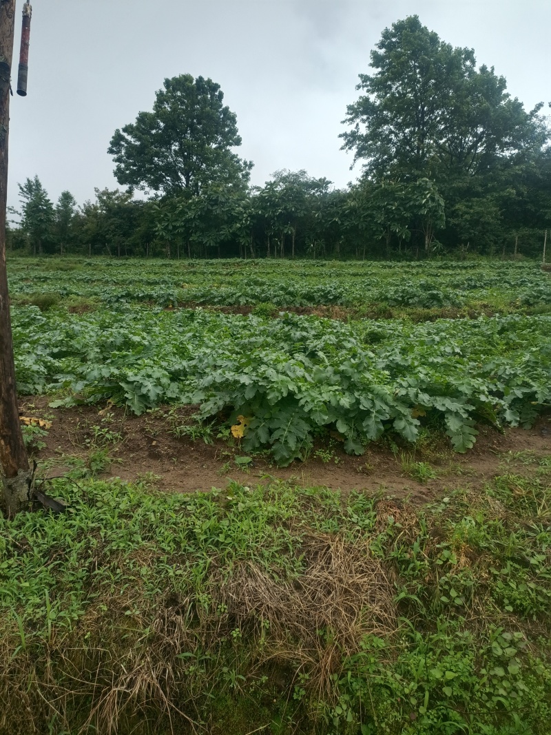 海拨1700米高山***有机蔬菜萝卜
