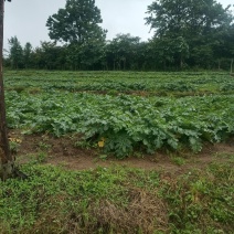 海拨1700米高山***有机蔬菜萝卜