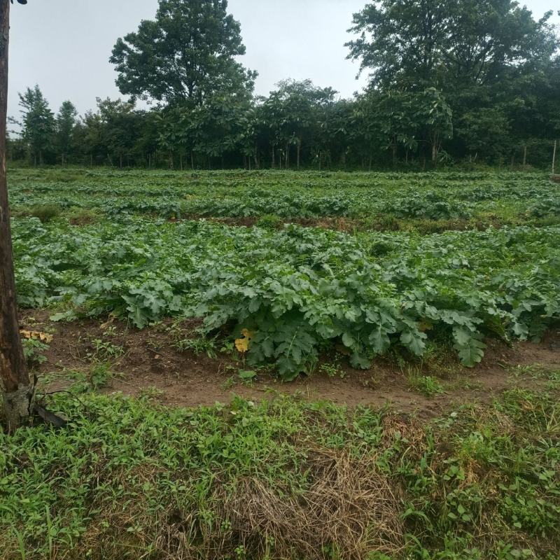 海拨1700米高山***有机蔬菜萝卜