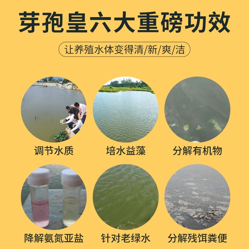 芽孢皇枯草芽孢杆菌水产养殖专用调水净水肥水水浓水绿