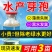 芽孢皇枯草芽孢杆菌水产养殖专用调水净水肥水水浓水绿
